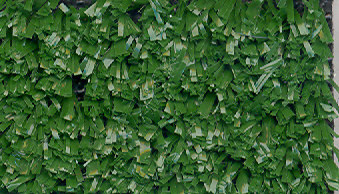 grass